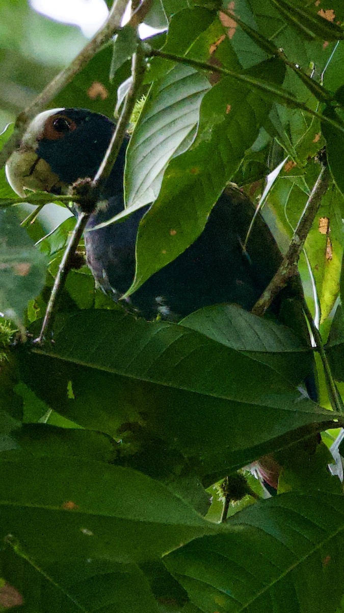 White-crowned Parrot - ML645693899