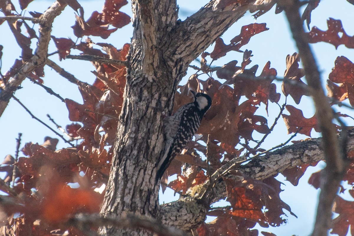 strakapoud kokardový - ML645693906