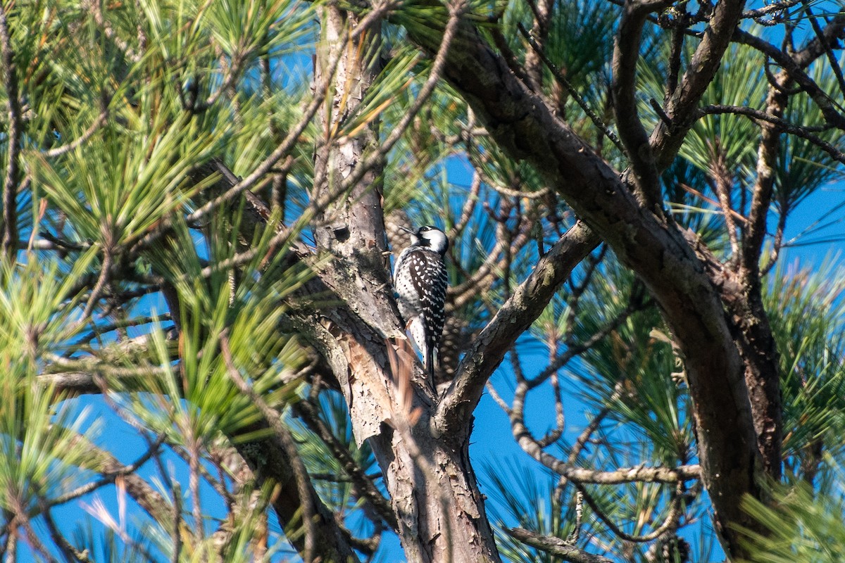 strakapoud kokardový - ML645693907