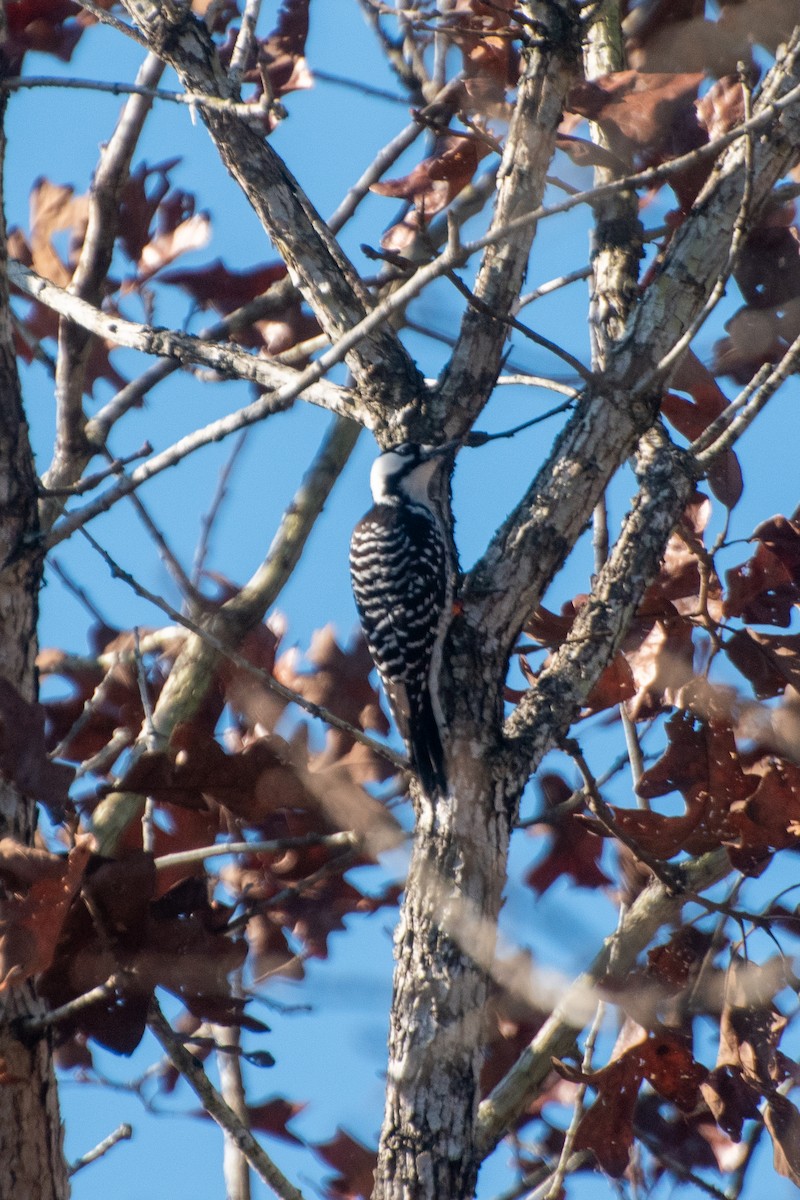 strakapoud kokardový - ML645693908