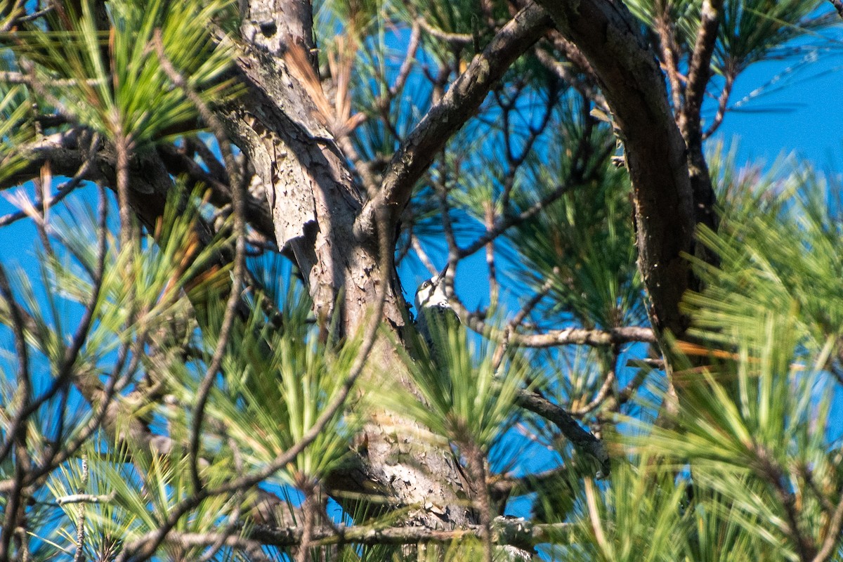 strakapoud kokardový - ML645693909