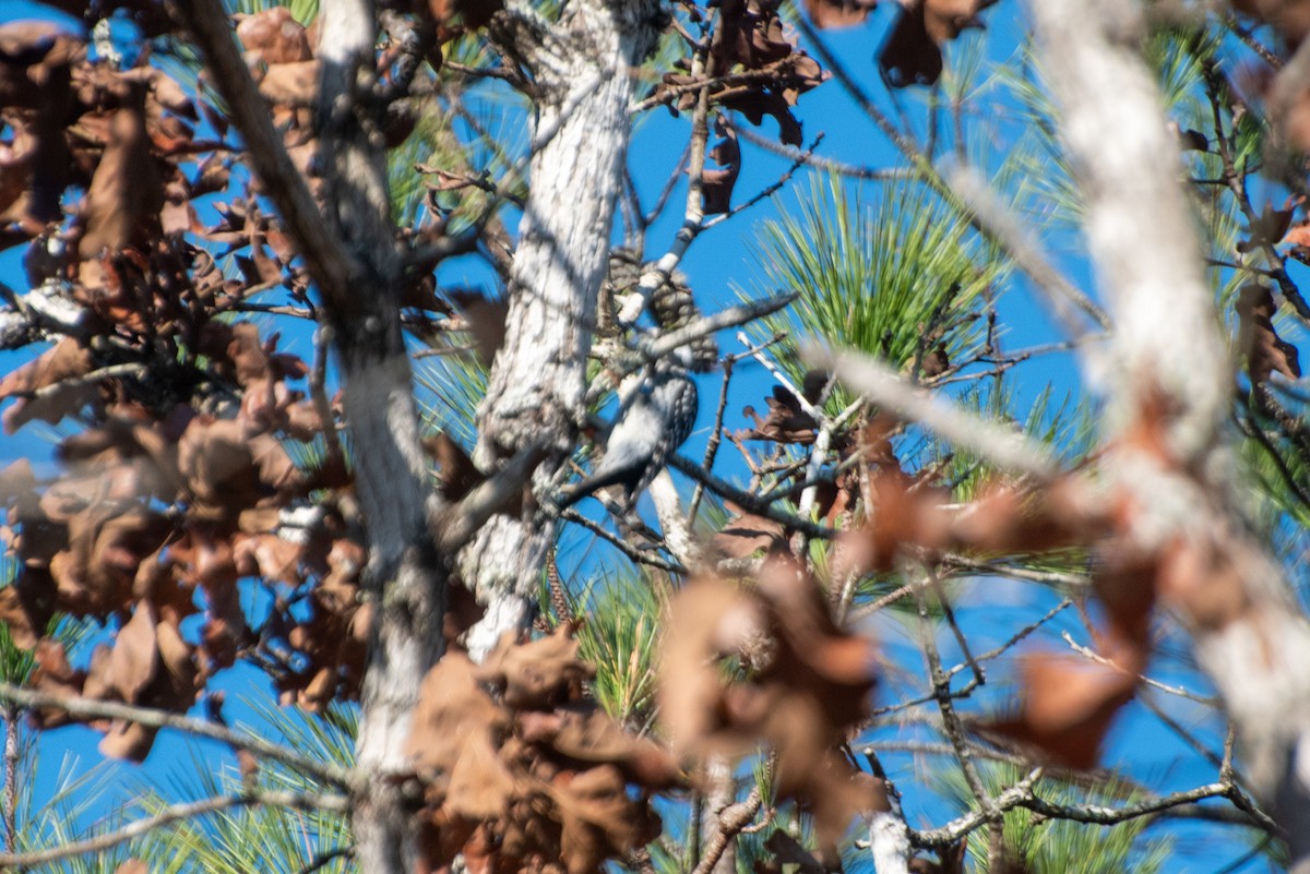 strakapoud kokardový - ML645693910