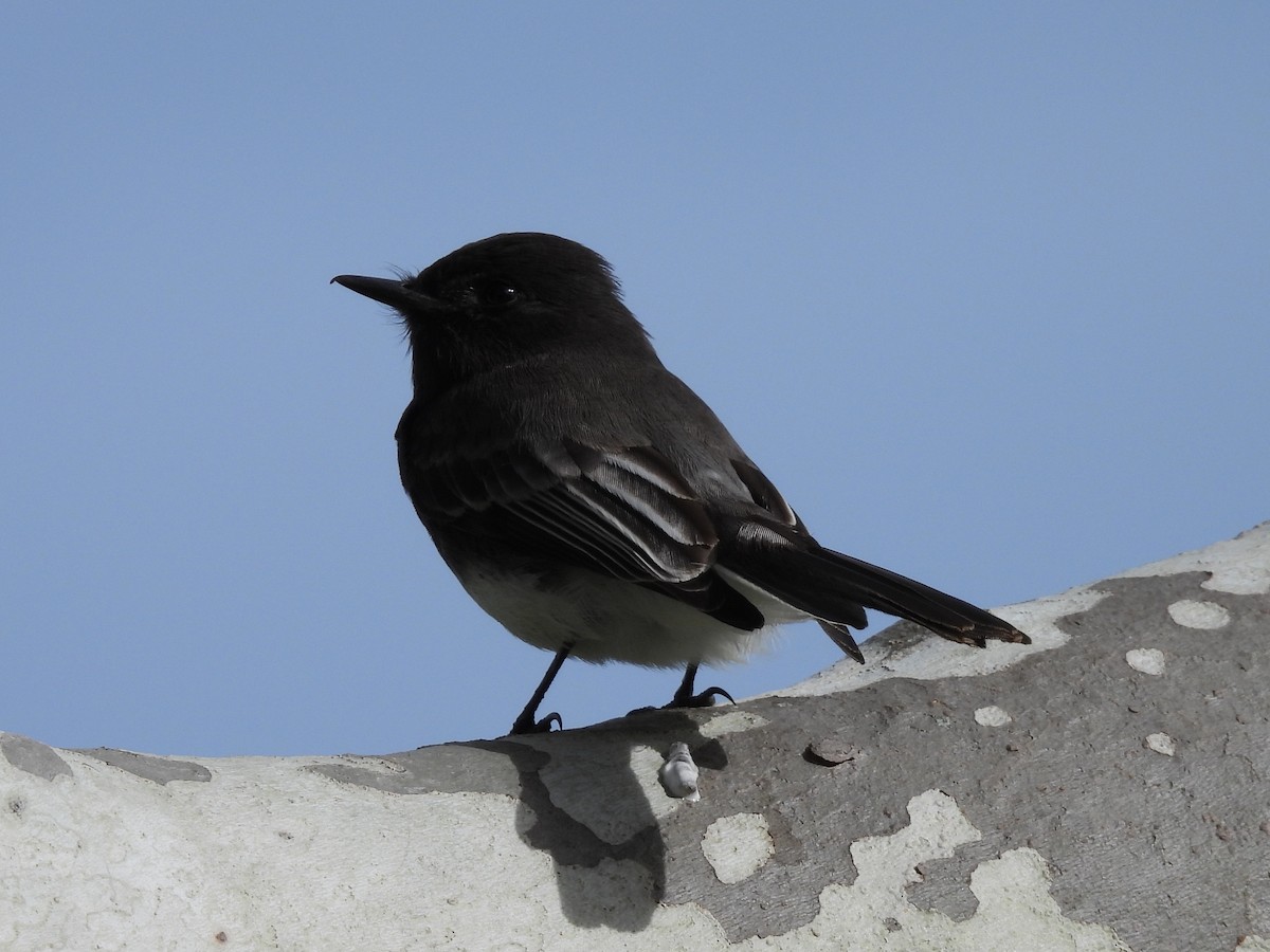 Black Phoebe - ML645693916