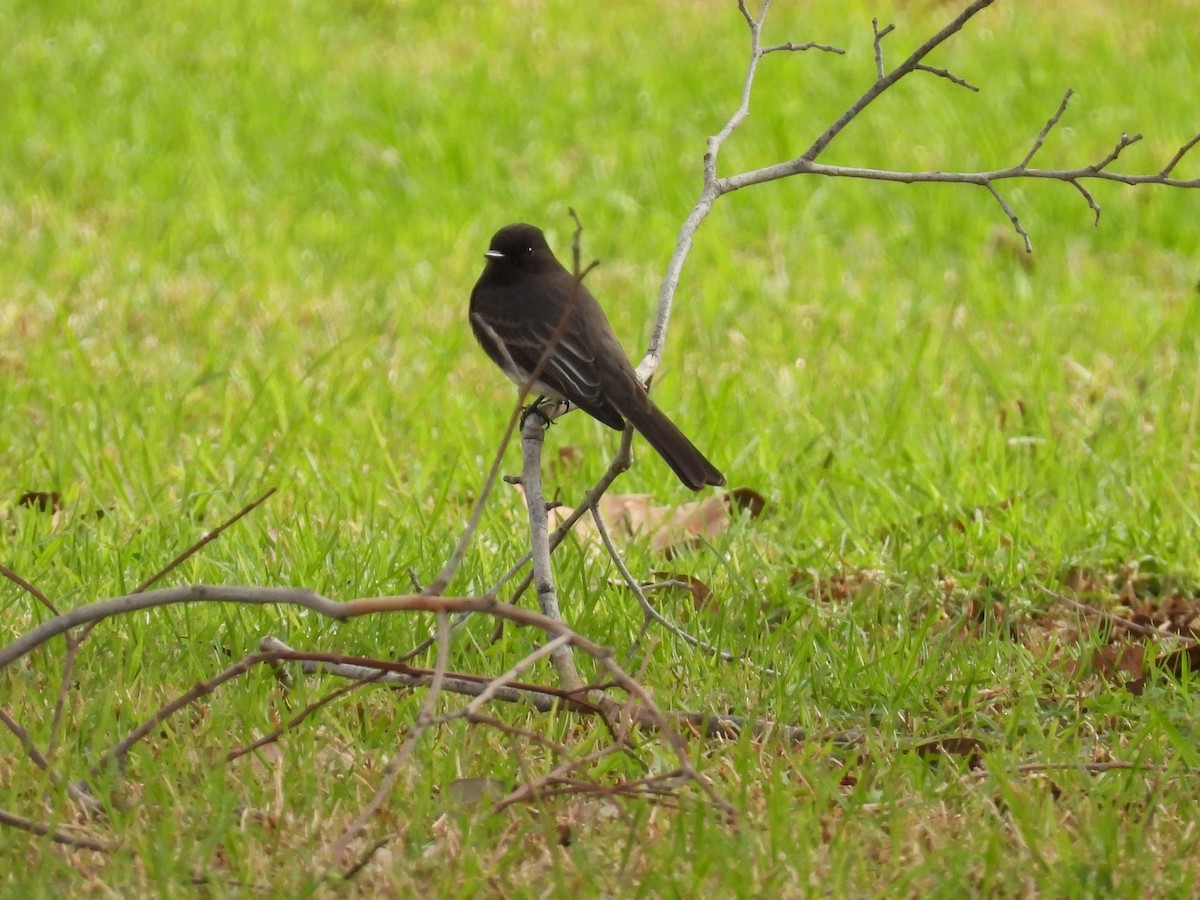 Black Phoebe - ML645693917