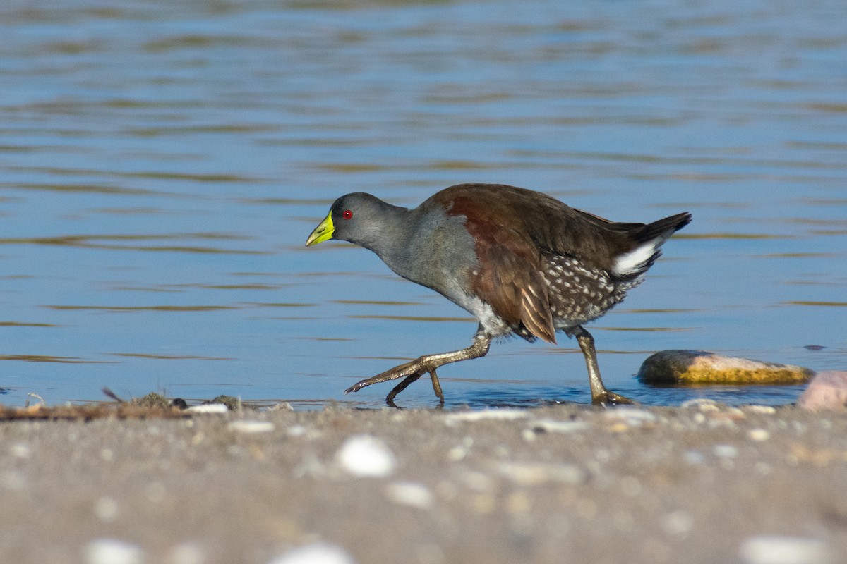 Spot-flanked Gallinule - ML645693932