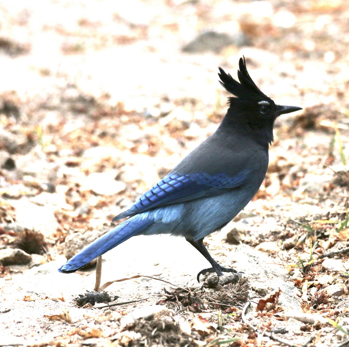 Steller's Jay - ML645693934