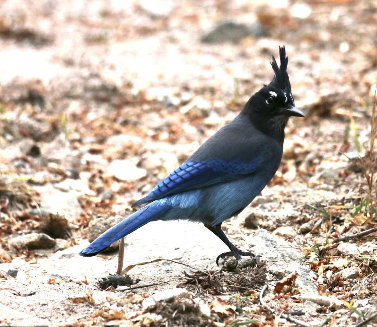 Steller's Jay - ML645693935