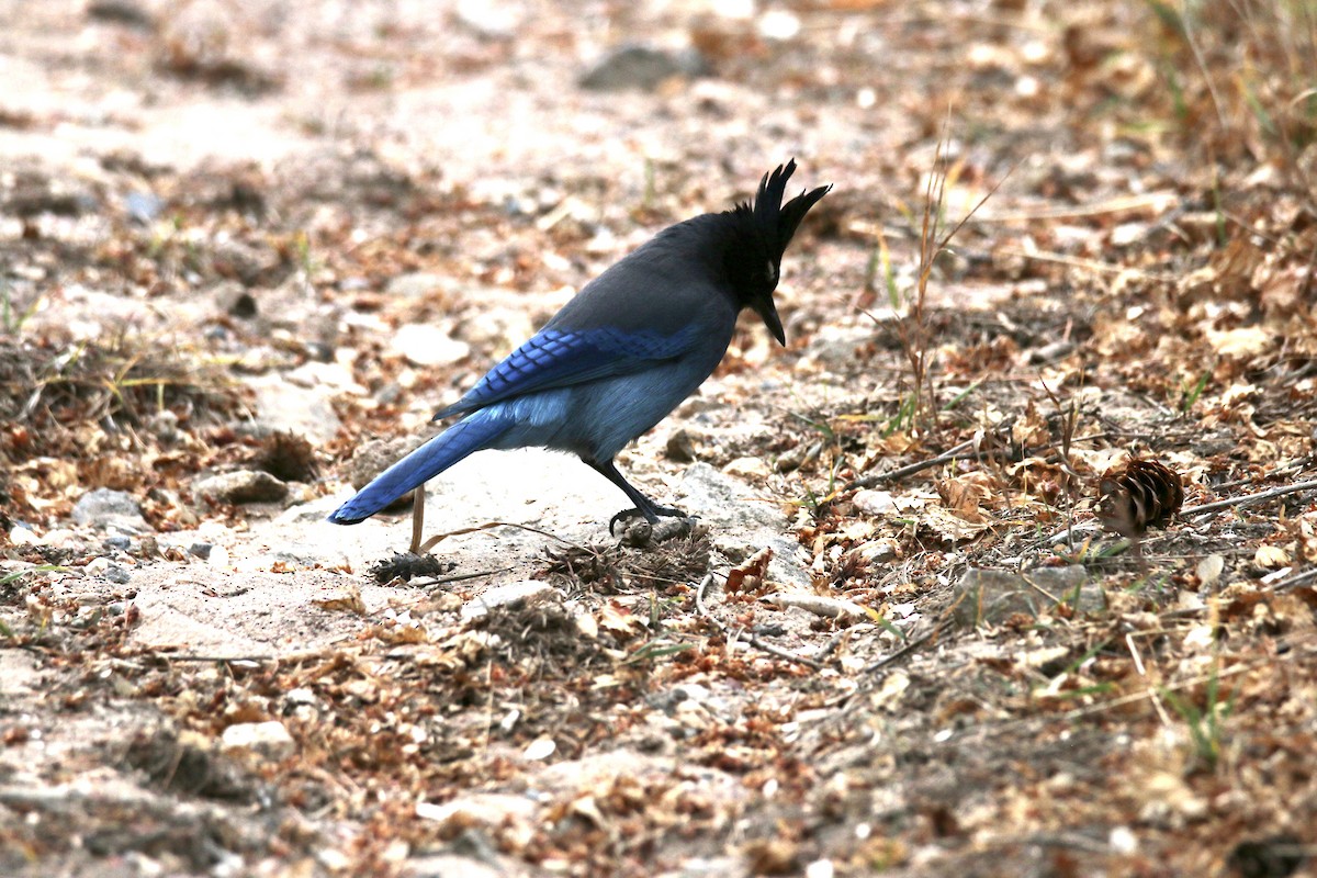Steller's Jay - ML645693936