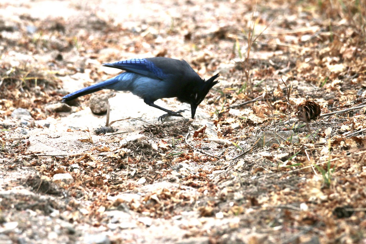 Steller's Jay - ML645693937
