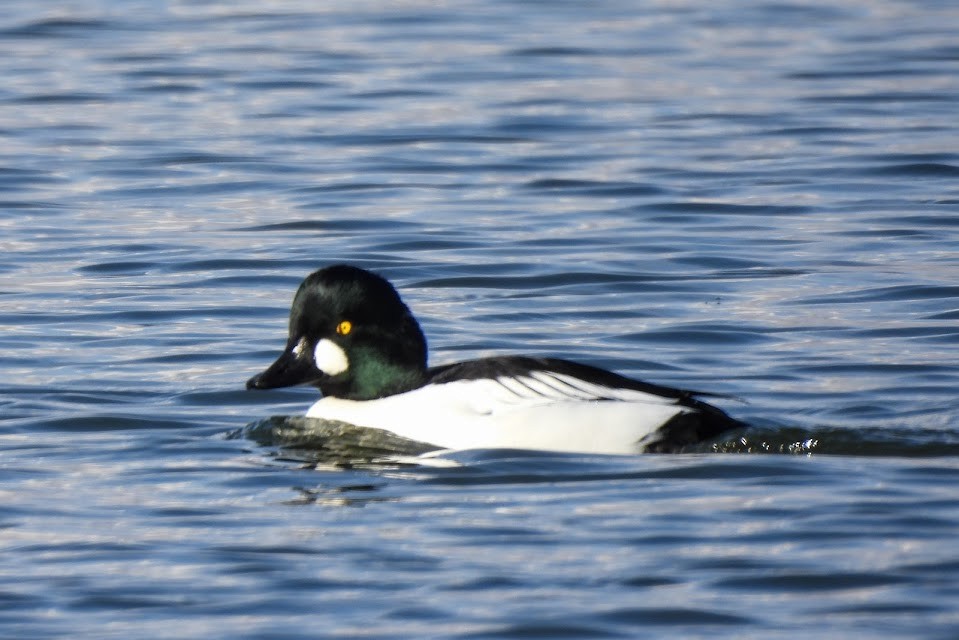 Common Goldeneye - ML645693938