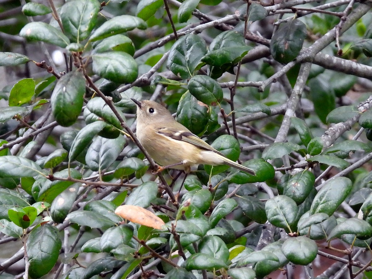 ルビーキクイタダキ - ML645693942