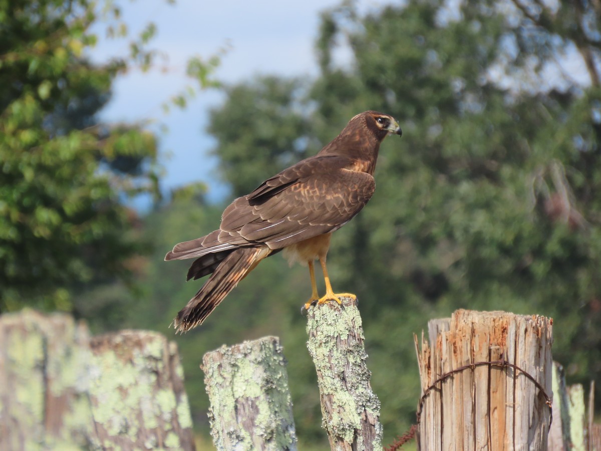 アメリカハイイロチュウヒ - ML645693947