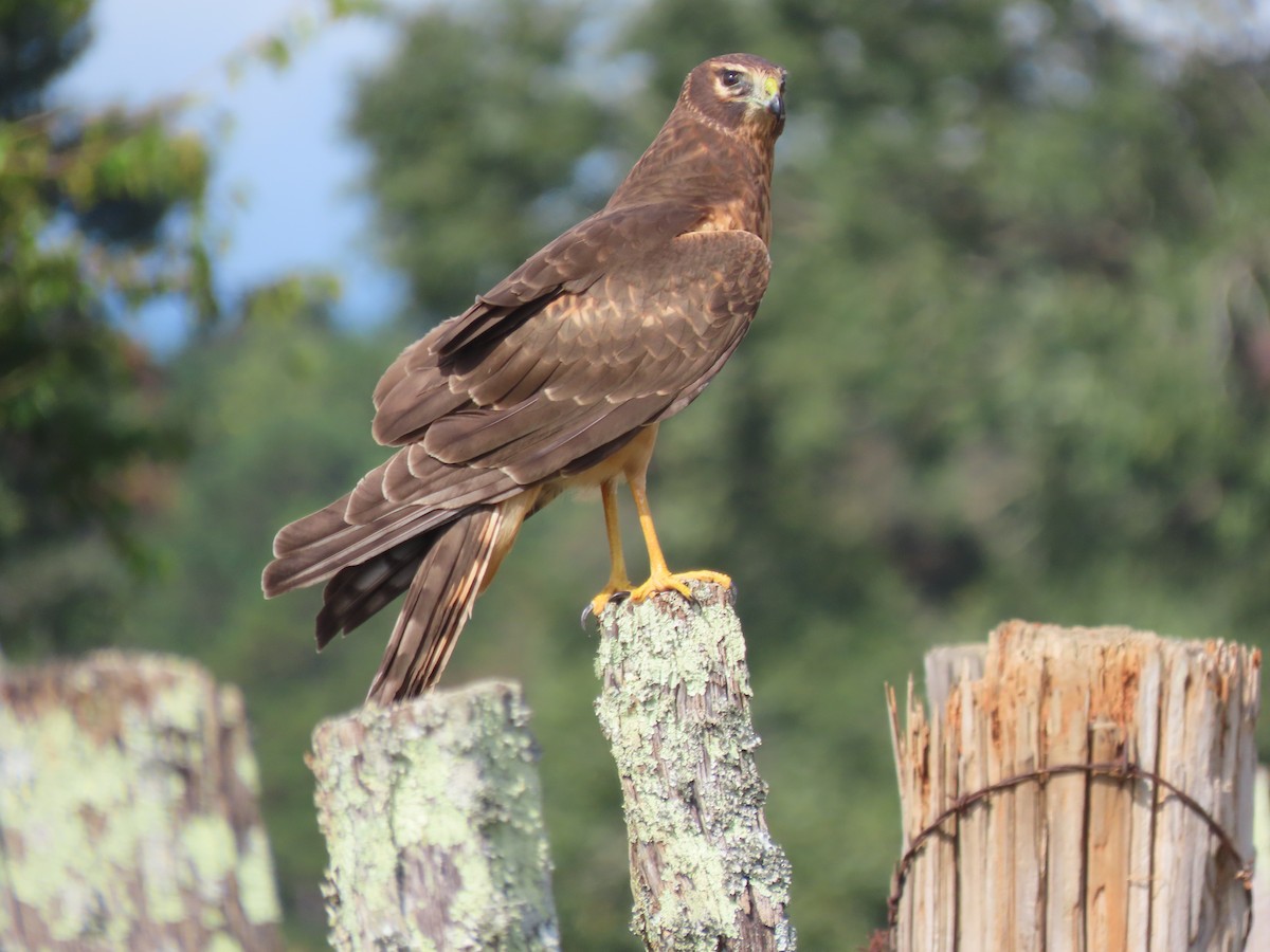 アメリカハイイロチュウヒ - ML645693949