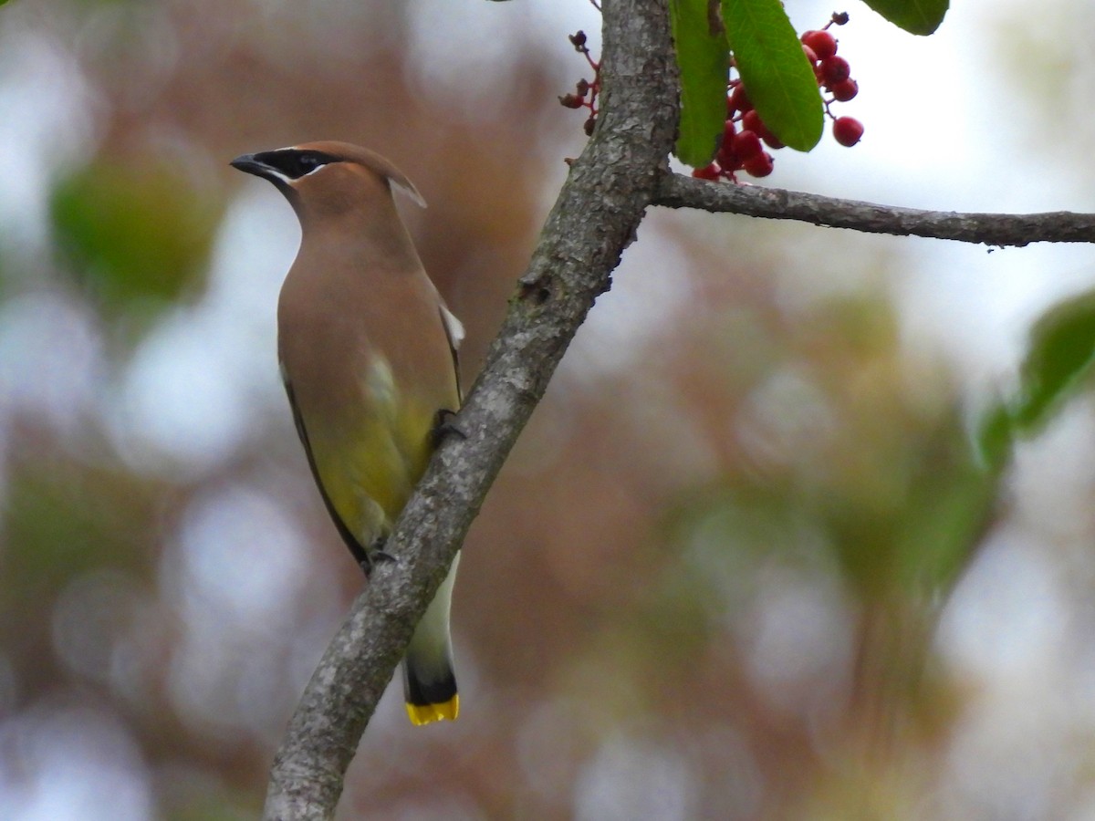 ヒメレンジャク - ML645693950