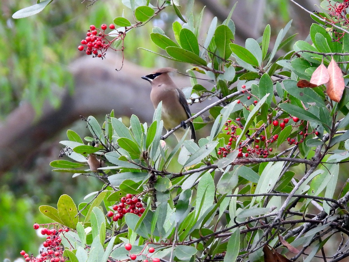 ヒメレンジャク - ML645693951