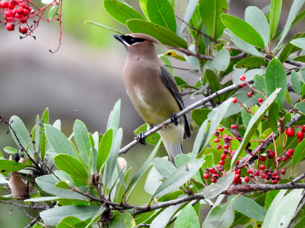 ヒメレンジャク - ML645693952