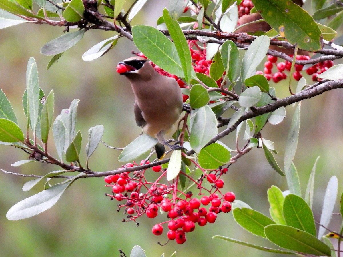 ヒメレンジャク - ML645693953