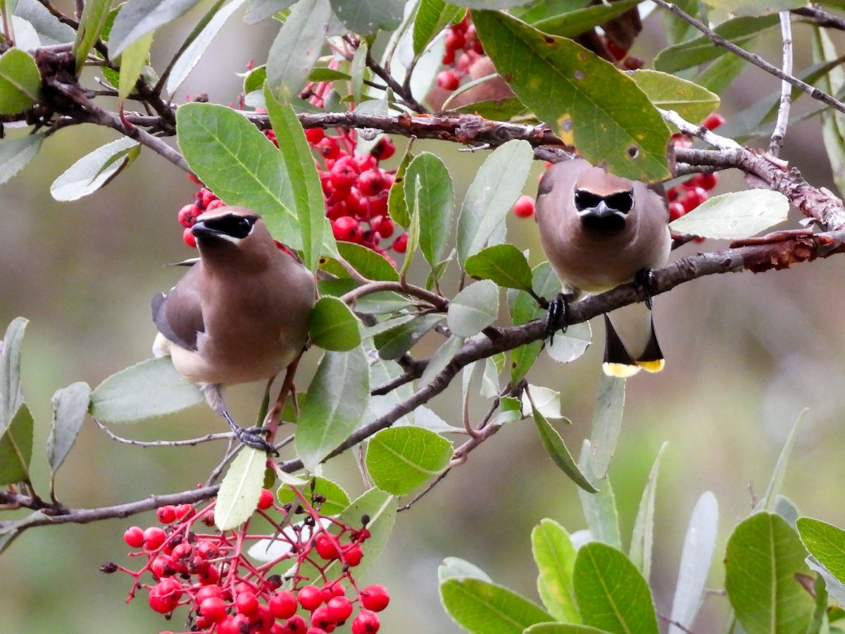 ヒメレンジャク - ML645693954