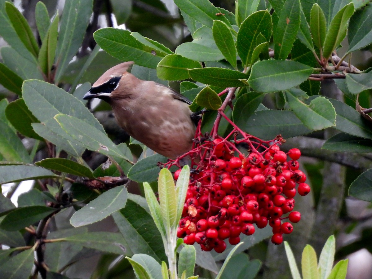 ヒメレンジャク - ML645693955