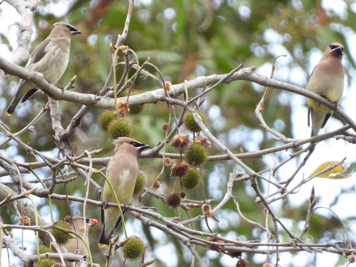 ヒメレンジャク - ML645693956