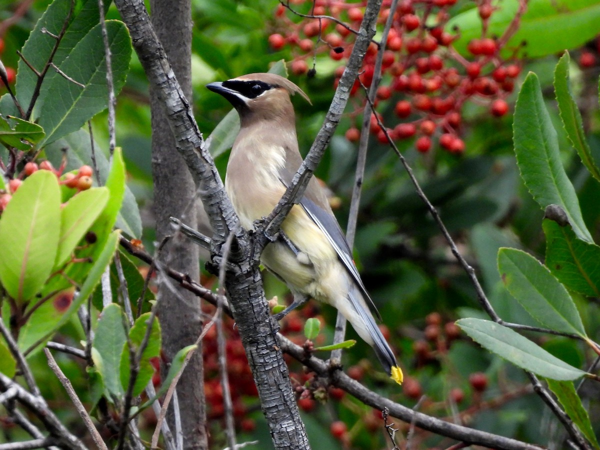 ヒメレンジャク - ML645693957