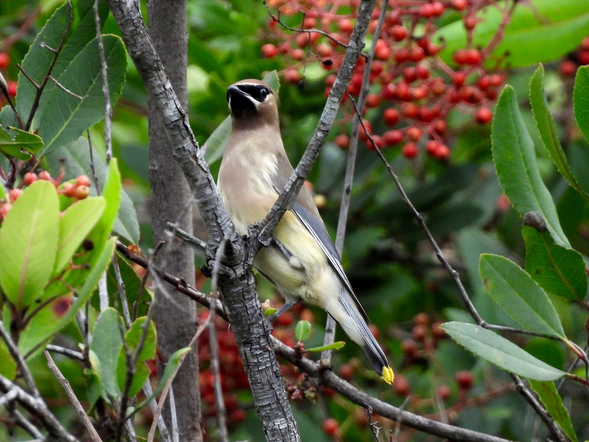 ヒメレンジャク - ML645693958