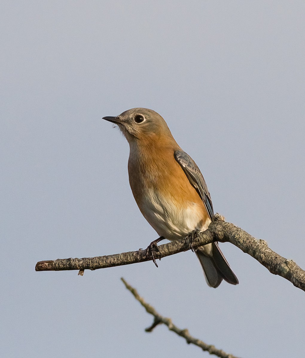 ルリツグミ - ML645693959