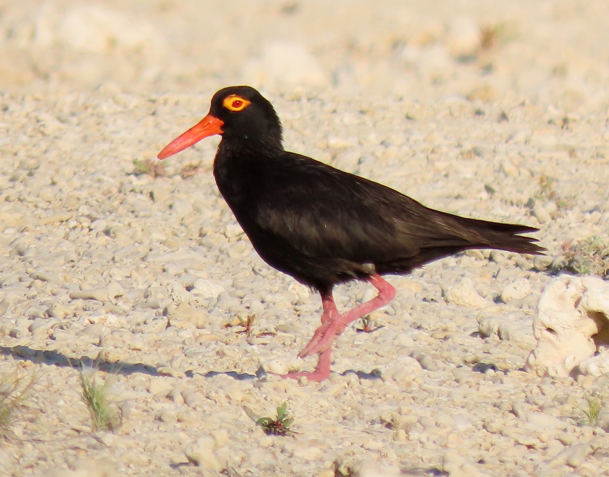 オーストラリアクロミヤコドリ - ML645693960