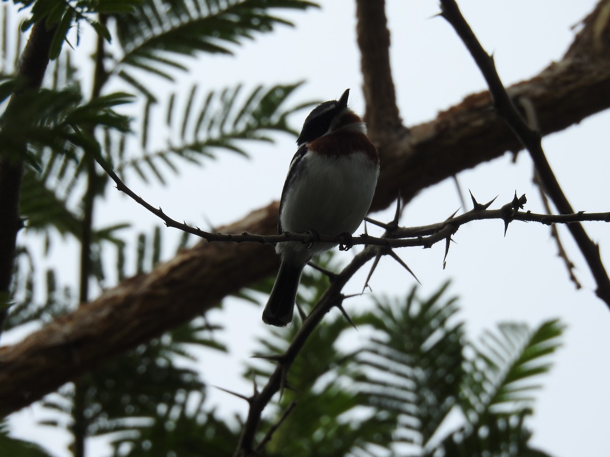 アゴフセワタビタキ - ML645693961