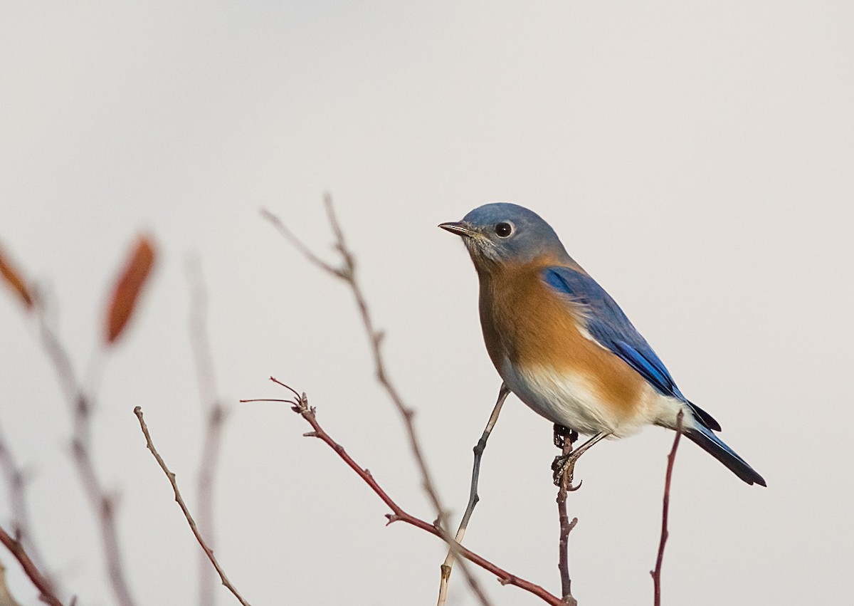 ルリツグミ - ML645693962