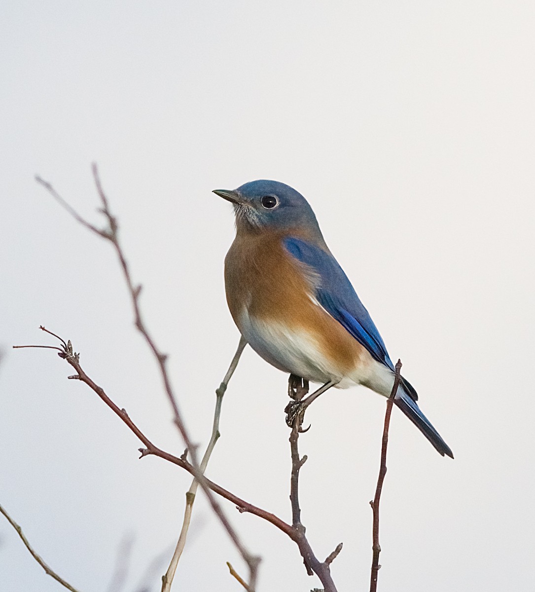 ルリツグミ - ML645693963