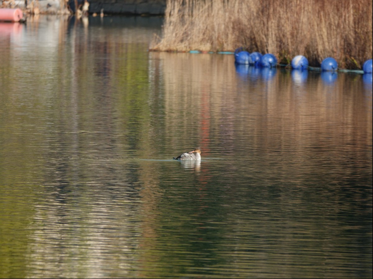 ウミアイサ - ML645693964