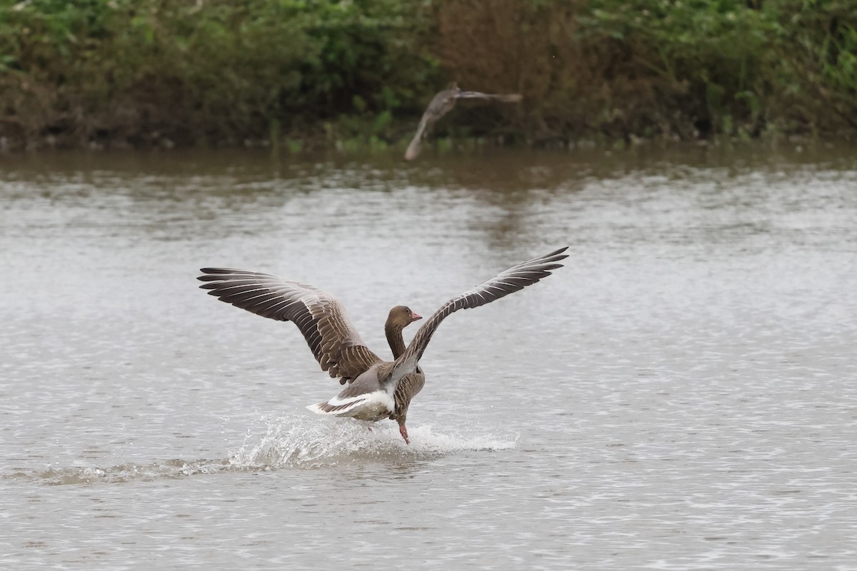 ハイイロガン - ML645693965