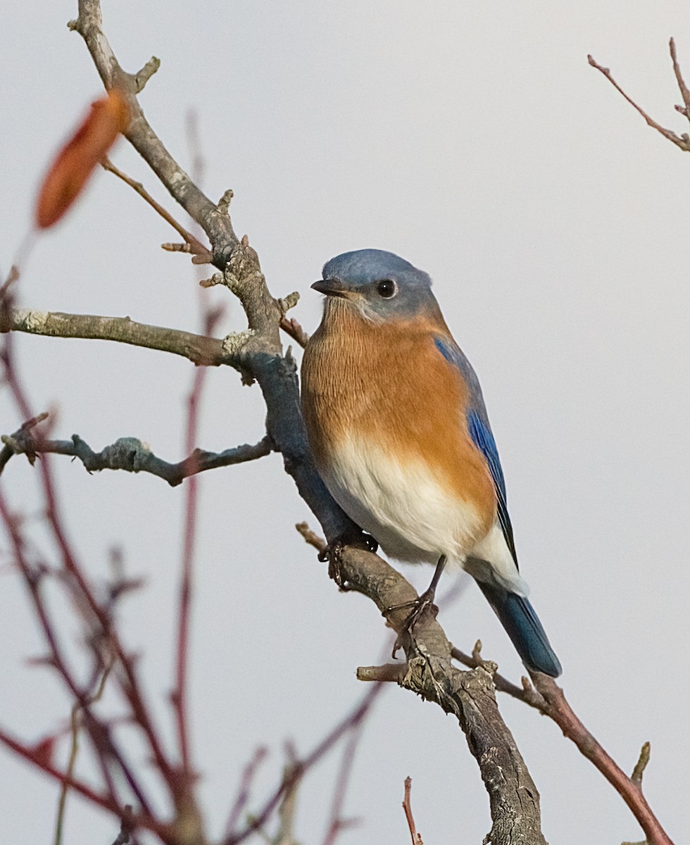 ルリツグミ - ML645693966