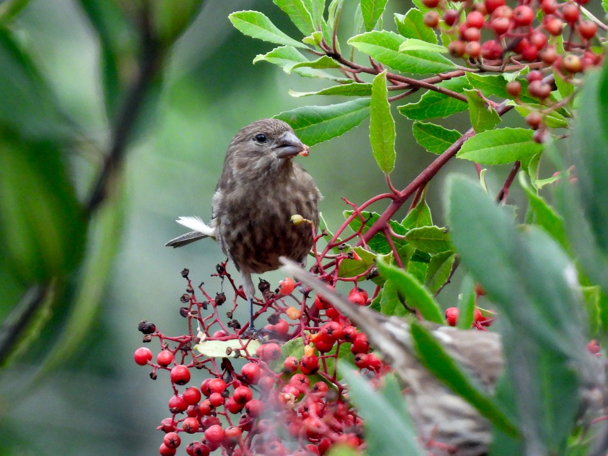 メキシコマシコ - ML645693967