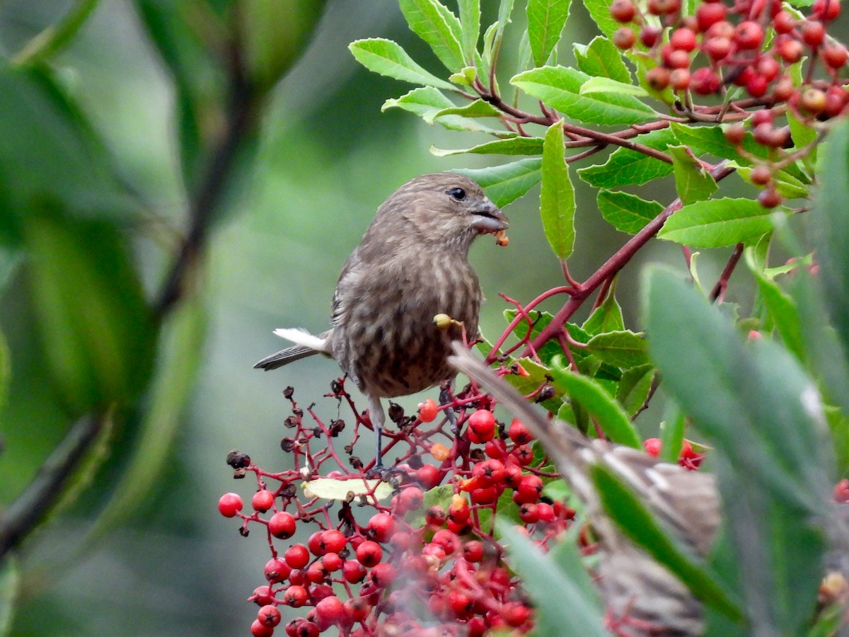 メキシコマシコ - ML645693968