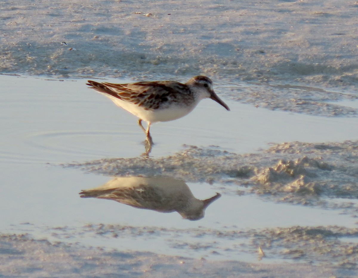 キリアイ - ML645693969