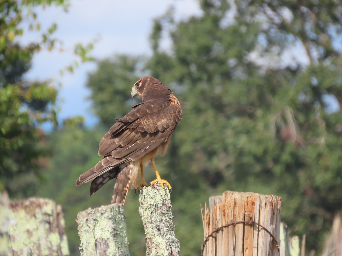 アメリカハイイロチュウヒ - ML645693970