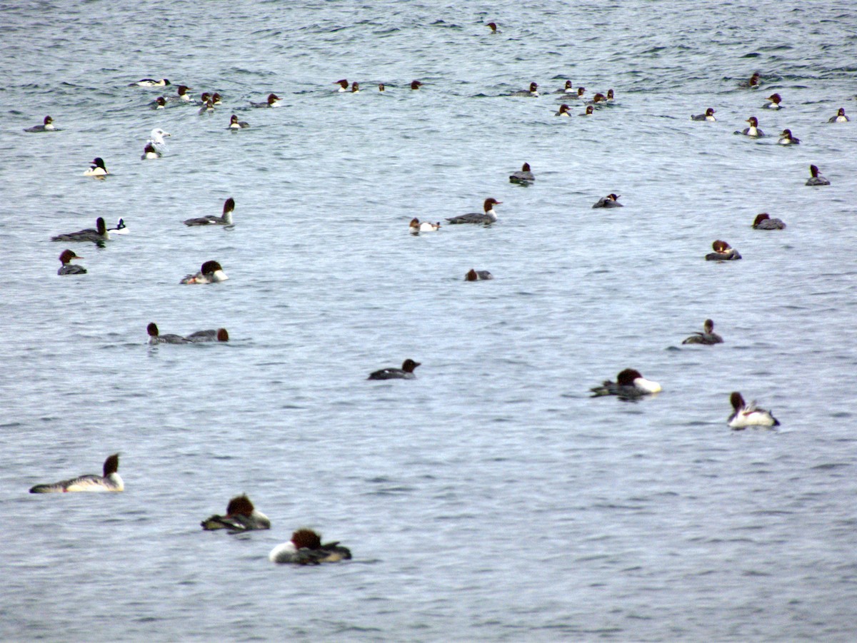 ホオジロガモ - ML645693971