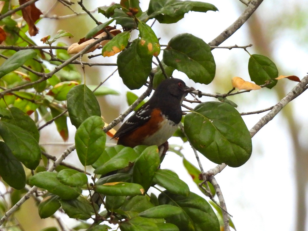 ホシワキアカトウヒチョウ - ML645693972