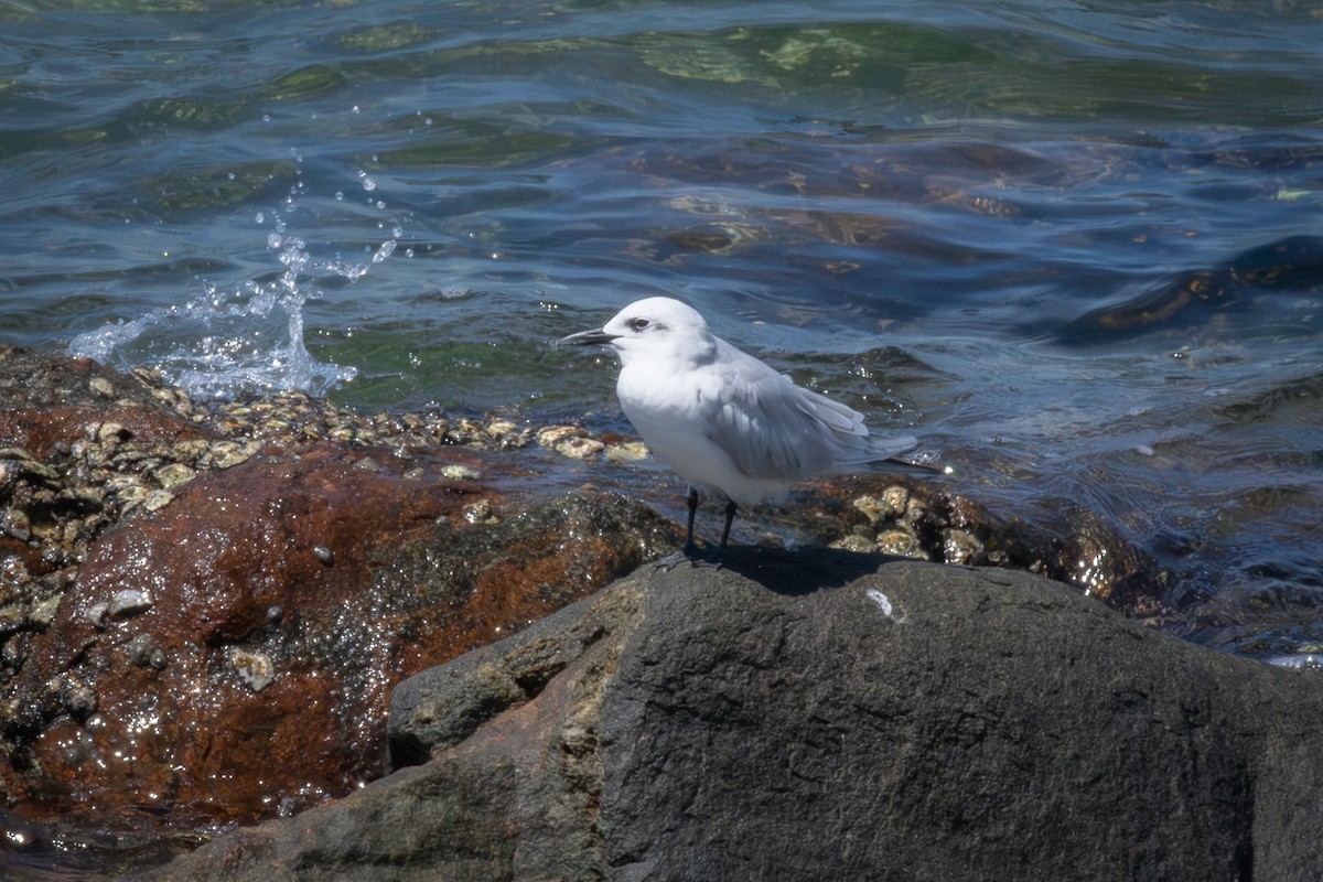 チャガシラカモメ - ML645693973