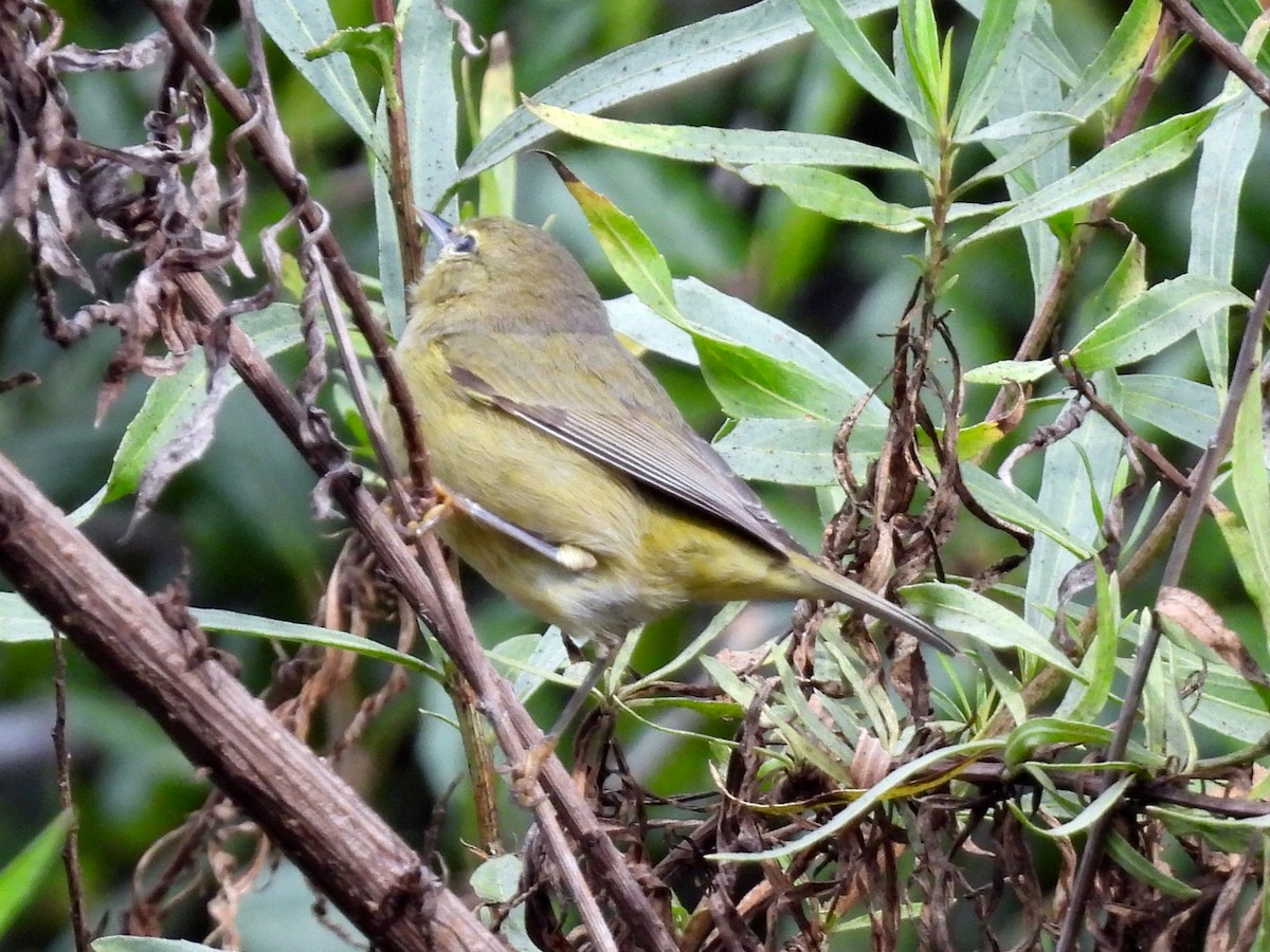 サメズアカアメリカムシクイ - ML645693976