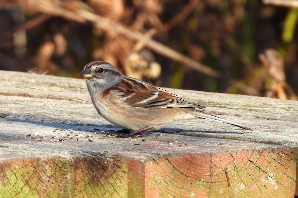 ムナフヒメドリ - ML645693978