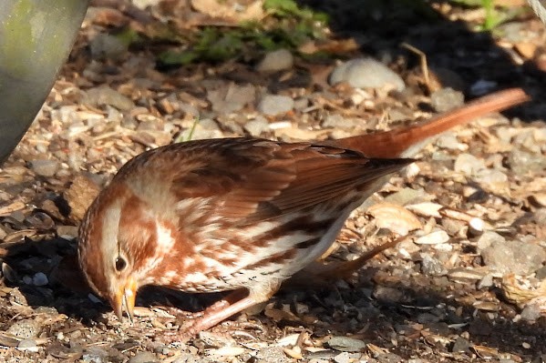 Fox Sparrow - ML645693992