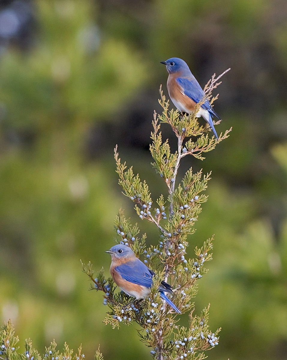 Eastern Bluebird - ML645693998