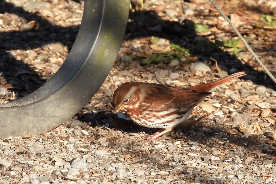 Fox Sparrow - ML645694002