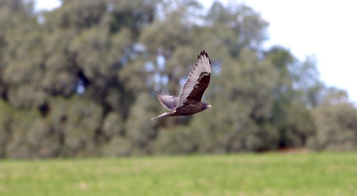 アカケアシノスリ - ML645694004