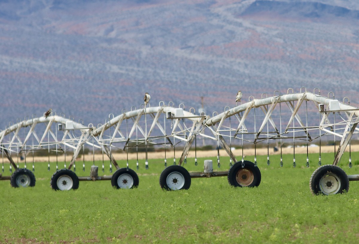 アカケアシノスリ - ML645694006