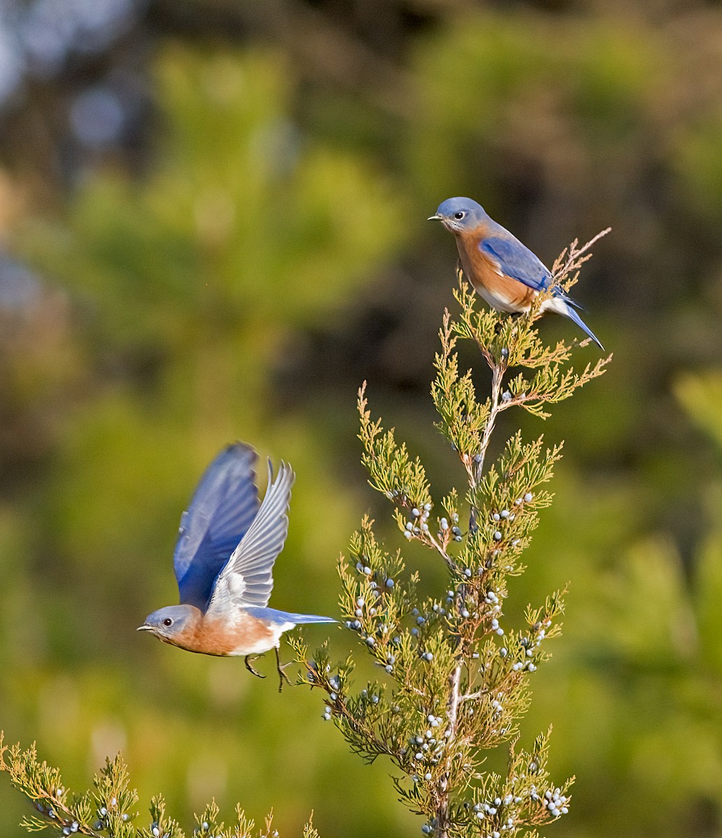 Eastern Bluebird - ML645694008