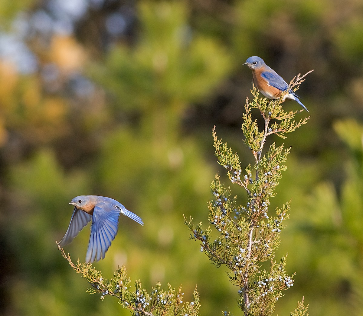 Eastern Bluebird - ML645694010